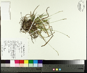  (Carex tonsa - TJD-004)  @11 [ ] CreativeCommons - Attribution Non-Commercial (2014) MTMG McGill University Herbarium