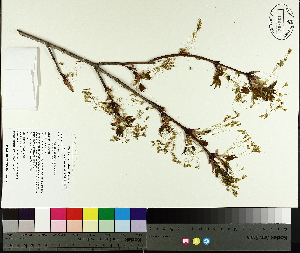  ( - TJD-011)  @11 [ ] CreativeCommons - Attribution Non-Commercial (2014) MTMG McGill University Herbarium