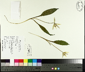  (Erythronium americanum - TJD-013)  @11 [ ] CreativeCommons - Attribution Non-Commercial (2014) MTMG McGill University Herbarium