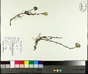  ( - TJD-015)  @11 [ ] CreativeCommons - Attribution Non-Commercial (2014) MTMG McGill University Herbarium