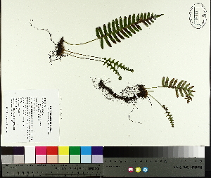  ( - TJD-473)  @11 [ ] CreativeCommons - Attribution Non-Commercial (2014) MTMG McGill University Herbarium