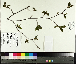  ( - TJD-016)  @11 [ ] CreativeCommons - Attribution Non-Commercial (2014) MTMG McGill University Herbarium