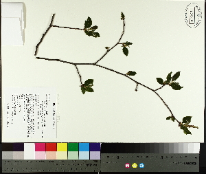  ( - TJD-024)  @11 [ ] CreativeCommons - Attribution Non-Commercial (2014) MTMG McGill University Herbarium