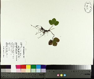  (Anemone americana - TJD-027)  @11 [ ] CreativeCommons - Attribution Non-Commercial (2014) MTMG McGill University Herbarium