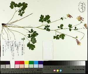  ( - TJD-038)  @11 [ ] CreativeCommons - Attribution Non-Commercial (2014) MTMG McGill University Herbarium