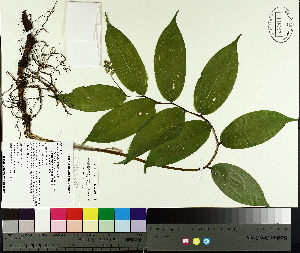  (Maianthemum racemosum - TJD-040)  @11 [ ] CreativeCommons - Attribution Non-Commercial (2014) MTMG McGill University Herbarium