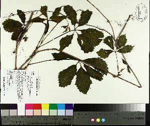  ( - TJD-042)  @11 [ ] CreativeCommons - Attribution Non-Commercial (2014) MTMG McGill University Herbarium