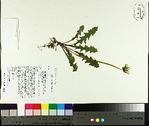  ( - TJD-049)  @11 [ ] CreativeCommons - Attribution Non-Commercial (2014) MTMG McGill University Herbarium
