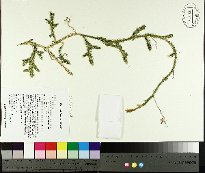  ( - TJD-509)  @11 [ ] CreativeCommons - Attribution Non-Commercial (2014) MTMG McGill University Herbarium
