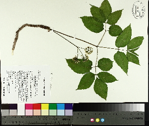  ( - TJD-055)  @11 [ ] CreativeCommons - Attribution Non-Commercial (2014) MTMG McGill University Herbarium