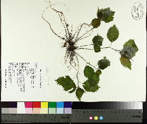  ( - TJD-065)  @11 [ ] CreativeCommons - Attribution Non-Commercial (2014) MTMG McGill University Herbarium