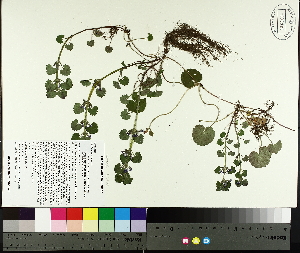  ( - TJD-066)  @11 [ ] CreativeCommons - Attribution Non-Commercial (2014) MTMG McGill University Herbarium