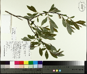  (Salix discolor - TJD-067)  @11 [ ] CreativeCommons - Attribution Non-Commercial (2014) MTMG McGill University Herbarium