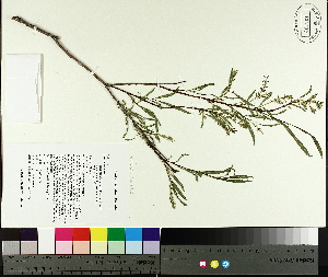  (Salix interior - TJD-070)  @11 [ ] CreativeCommons - Attribution Non-Commercial (2014) MTMG McGill University Herbarium