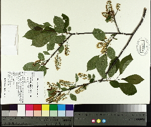  (Prunus virginiana L - TJD-074)  @11 [ ] CreativeCommons - Attribution Non-Commercial (2014) MTMG McGill University Herbarium