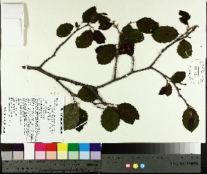  (Alnus incana subsp. rugosa - TJD-075)  @11 [ ] CreativeCommons - Attribution Non-Commercial (2014) MTMG McGill University Herbarium