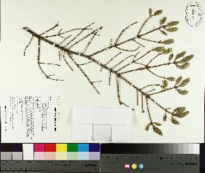  ( - TJD-468)  @11 [ ] CreativeCommons - Attribution Non-Commercial (2014) MTMG McGill University Herbarium