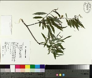  (Salix petiolaris - TJD-086)  @11 [ ] CreativeCommons - Attribution Non-Commercial (2014) MTMG McGill University Herbarium