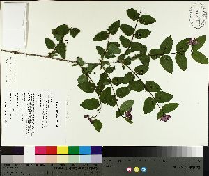  (Lonicera morrowii - TJD-087)  @11 [ ] CreativeCommons - Attribution Non-Commercial (2014) MTMG McGill University Herbarium