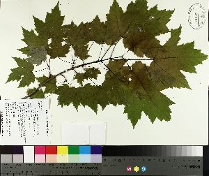  ( - TJD-089)  @11 [ ] CreativeCommons - Attribution Non-Commercial (2014) MTMG McGill University Herbarium