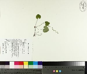  ( - TJD-099)  @11 [ ] CreativeCommons - Attribution Non-Commercial (2014) MTMG McGill University Herbarium