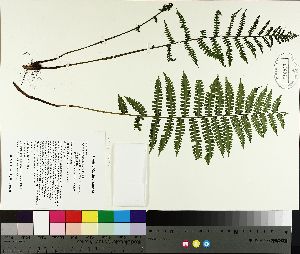  (Athyriaceae - TJD-479)  @11 [ ] CreativeCommons - Attribution Non-Commercial (2014) MTMG McGill University Herbarium