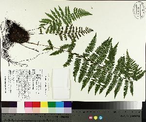  ( - TJD-480)  @11 [ ] CreativeCommons - Attribution Non-Commercial (2014) MTMG McGill University Herbarium