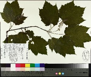  ( - TJD-104)  @11 [ ] CreativeCommons - Attribution Non-Commercial (2014) MTMG McGill University Herbarium