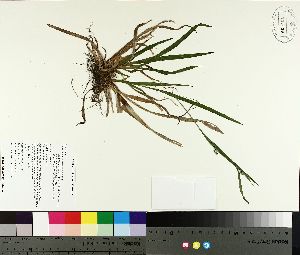  ( - TJD-117)  @11 [ ] CreativeCommons - Attribution Non-Commercial (2014) MTMG McGill University Herbarium