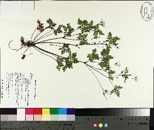  ( - TJD-143)  @11 [ ] CreativeCommons - Attribution Non-Commercial (2014) MTMG McGill University Herbarium