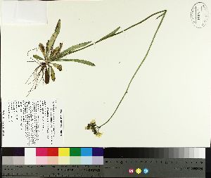  ( - TJD-147)  @11 [ ] CreativeCommons - Attribution Non-Commercial (2014) MTMG McGill University Herbarium
