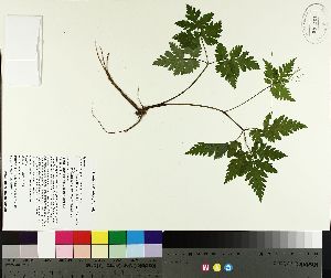  ( - TJD-148)  @11 [ ] CreativeCommons - Attribution Non-Commercial (2014) MTMG McGill University Herbarium