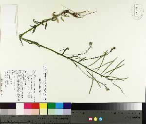  (Boechera laevigata - TJD-153)  @11 [ ] CreativeCommons - Attribution Non-Commercial (2014) MTMG McGill University Herbarium