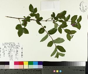  (Lonicera xbella - TJD-157)  @11 [ ] CreativeCommons - Attribution Non-Commercial (2014) MTMG McGill University Herbarium