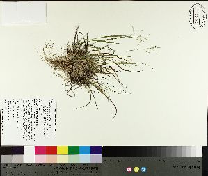  ( - TJD-168)  @11 [ ] CreativeCommons - Attribution Non-Commercial (2014) MTMG McGill University Herbarium