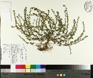  ( - TJD-175)  @11 [ ] CreativeCommons - Attribution Non-Commercial (2014) MTMG McGill University Herbarium