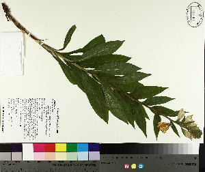  ( - TJD-176)  @11 [ ] CreativeCommons - Attribution Non-Commercial (2014) MTMG McGill University Herbarium
