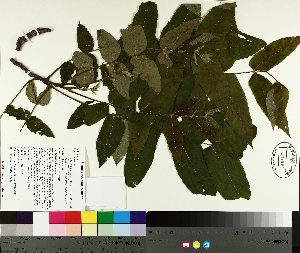  ( - TJD-183)  @11 [ ] CreativeCommons - Attribution Non-Commercial (2014) MTMG McGill University Herbarium