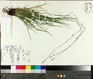  (Carex deweyana - TJD-215)  @11 [ ] CreativeCommons - Attribution Non-Commercial (2014) MTMG McGill University Herbarium