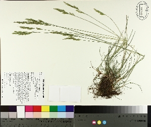  ( - TJD-226)  @11 [ ] CreativeCommons - Attribution Non-Commercial (2014) MTMG McGill University Herbarium