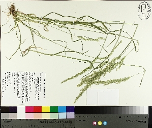  ( - TJD-234)  @11 [ ] CreativeCommons - Attribution Non-Commercial (2014) MTMG McGill University Herbarium