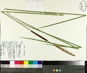  ( - TJD-242)  @11 [ ] CreativeCommons - Attribution Non-Commercial (2014) MTMG McGill University Herbarium