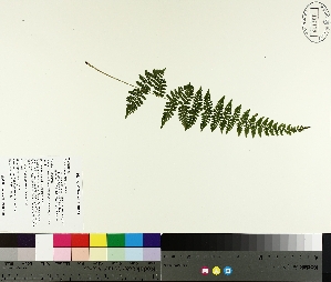  ( - TJD-490)  @11 [ ] CreativeCommons - Attribution Non-Commercial (2014) MTMG McGill University Herbarium