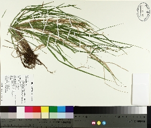  ( - TJD-271)  @11 [ ] CreativeCommons - Attribution Non-Commercial (2014) MTMG McGill University Herbarium