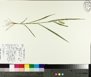  (Setaria pumila - TJD-277)  @11 [ ] CreativeCommons - Attribution Non-Commercial (2014) MTMG McGill University Herbarium