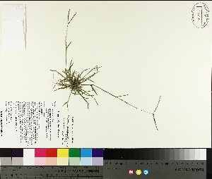  ( - TJD-279)  @11 [ ] CreativeCommons - Attribution Non-Commercial (2014) MTMG McGill University Herbarium