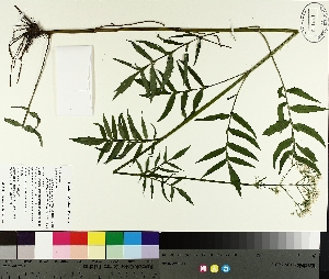  ( - TJD-282)  @11 [ ] CreativeCommons - Attribution Non-Commercial (2014) MTMG McGill University Herbarium