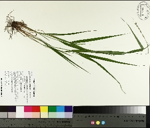  (Patis racemosa - TJD-286)  @11 [ ] CreativeCommons - Attribution Non-Commercial (2014) MTMG McGill University Herbarium