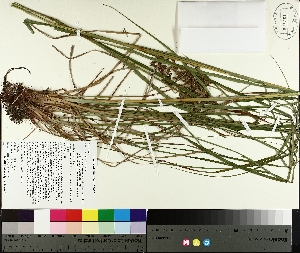 ( - TJD-290)  @11 [ ] CreativeCommons - Attribution Non-Commercial (2014) MTMG McGill University Herbarium