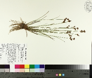  ( - TJD-293)  @11 [ ] CreativeCommons - Attribution Non-Commercial (2014) MTMG McGill University Herbarium